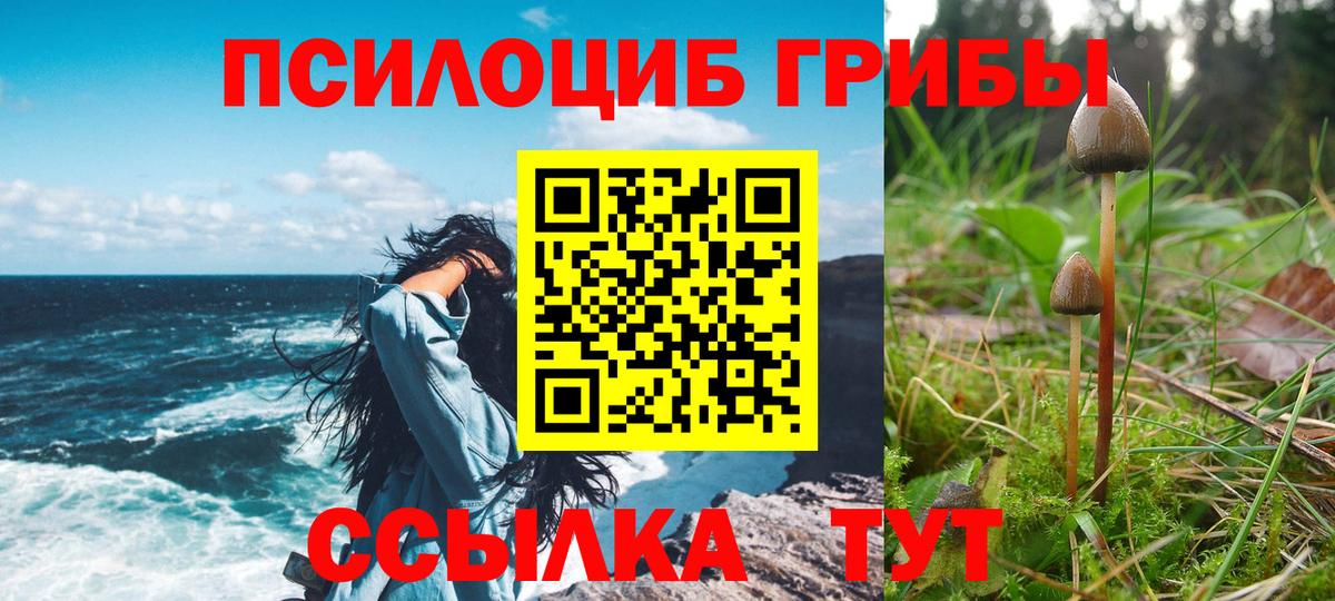 магазин    Вход с VPN  Кимовск  Галлюциногенные грибы прущие грибы  Псилоцибиновые грибы Psilocybe 